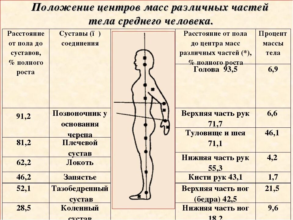 Центр массы тела человека. Расположение общего центра тяжести. Общий центр тяжести человека. Распределение массы тела.