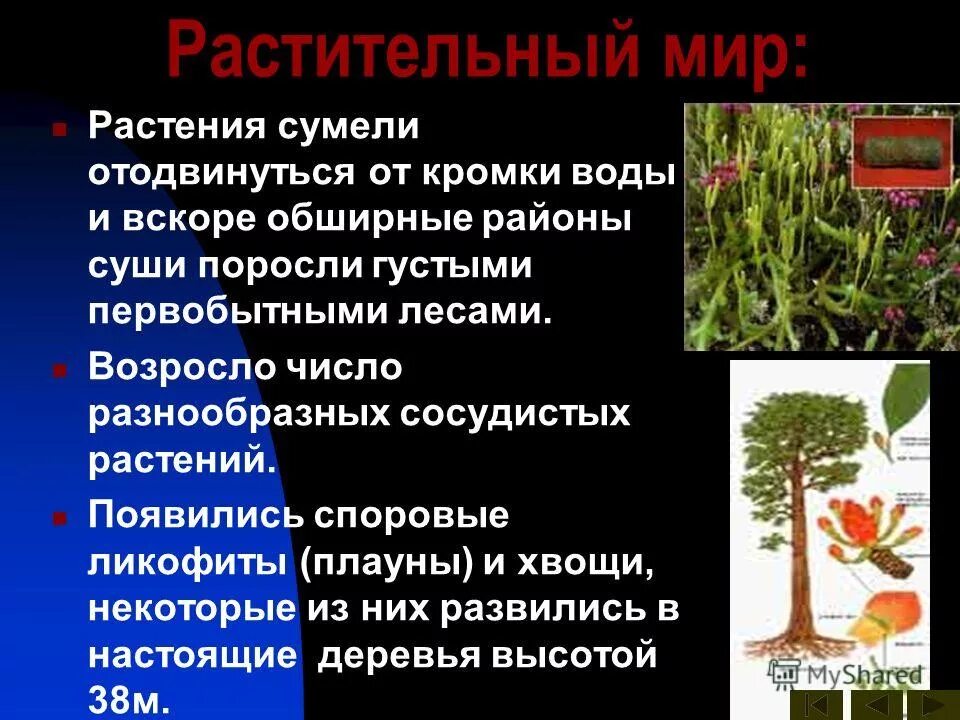 цветковые растения мезозоя. первые покрытосеменные растения появились. мезозойская эра юрский период растения.