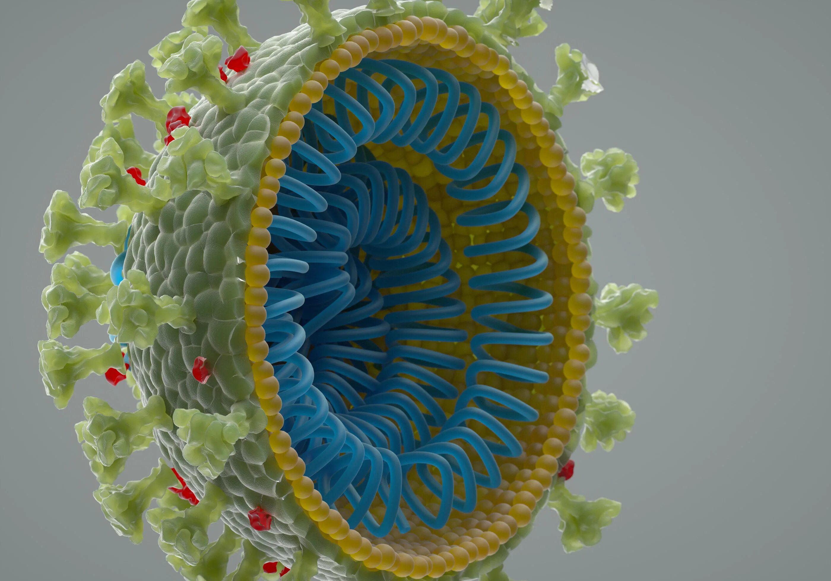 Virus making. Коронавирус 3д. Коронавирус оболочка. Строение вируса SARS-cov-2. Вирус карона коронавирус.