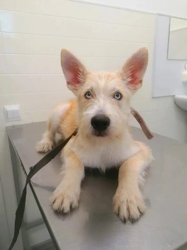 ветеринарная клиника коломна малышева. ветклиника коломна станкостроителей 17. эндоскопическая аппаратура может стерилизоваться в. ветеринарная клиника в коломне. ветеринарная клиника в коломне.