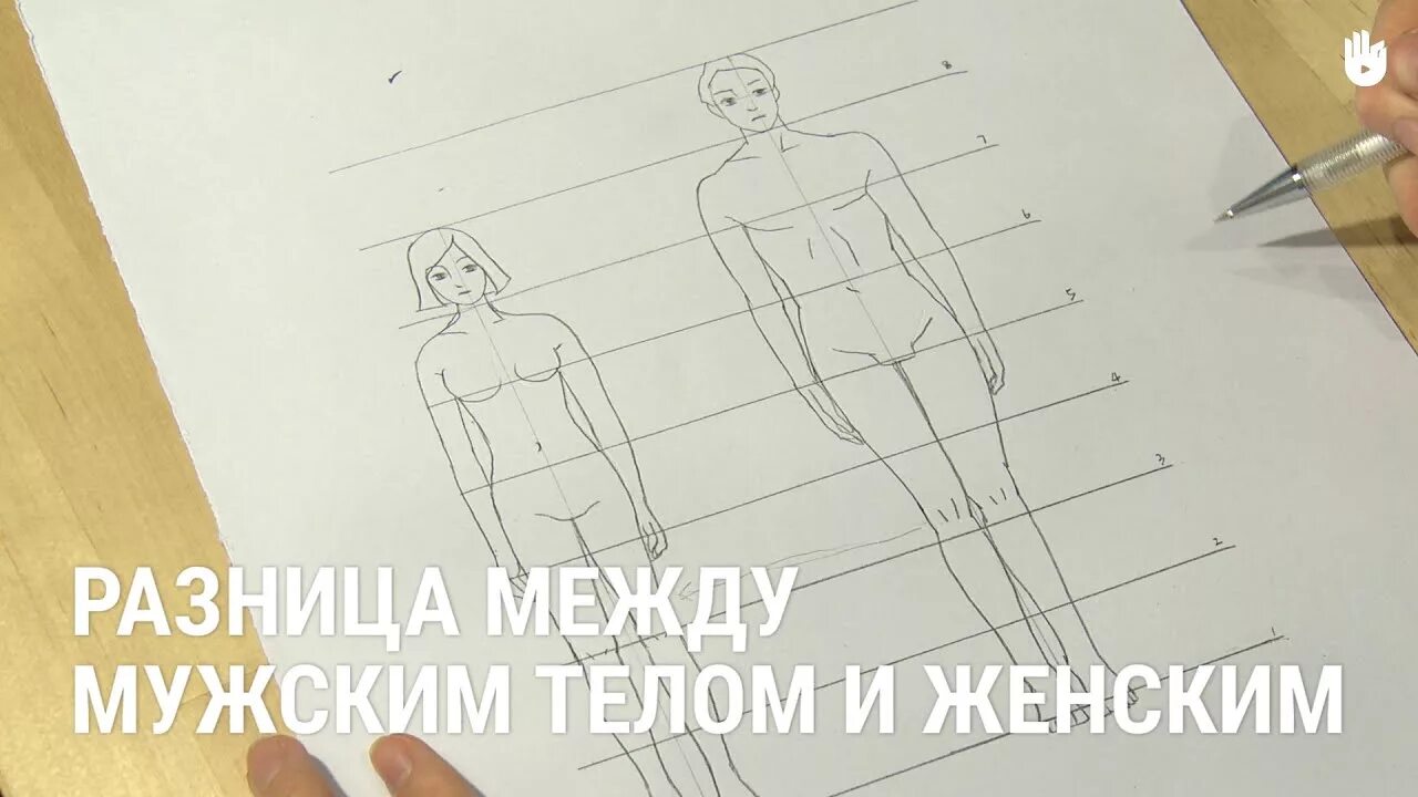 Разница между мужской и женской. Различие между мужским и женским телом. Пропорции человека. Пропорции старого человека. Мужская и женская фигура отличия.