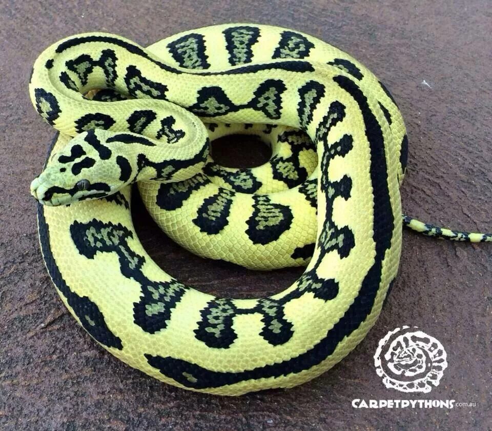 Pet python. Карликовый Королевский питон. Региус Королевский питон красный. Королевский питон зеленый. Королевский питон расцветки.