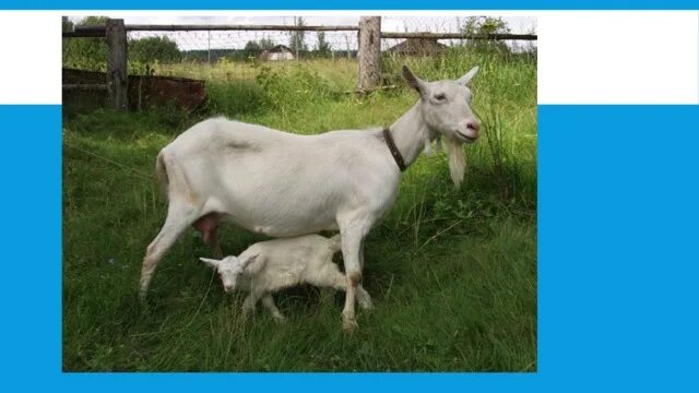 Породы коз без запаха молока. Зааненская коза Сейбл. Чистокровные зааненские козы черные?. Порода козы у которой не пахнет молоко. Козы с молоком без запаха.