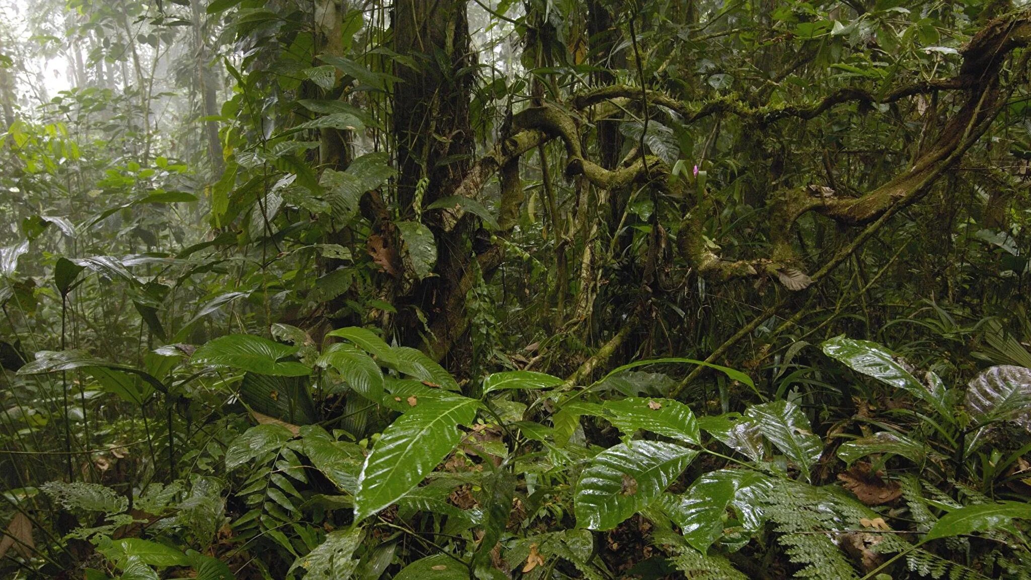 джангл оранжерея. плющ лиана. лиановидные папоротники. самые густые джунгли в мире. лиановидная пальма ротанг.