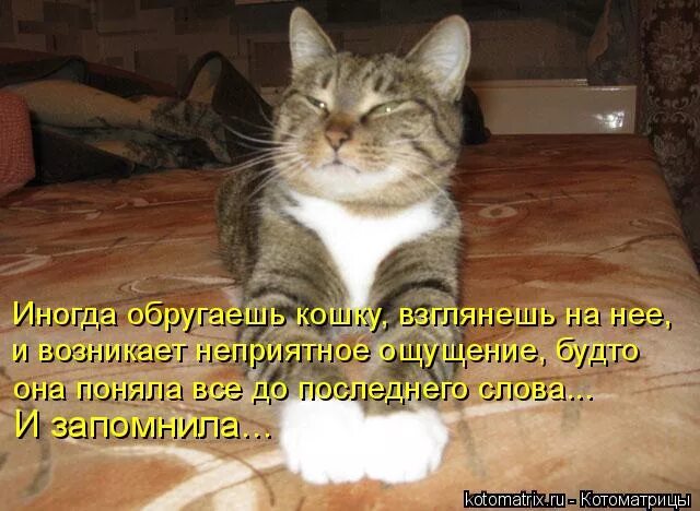 Запах изза ртв причинф. Количественные и качественные расстройства ощущений. Запах из зо рта. Произошел неприятный. Мудрый кот картинки с надписями прикольные.