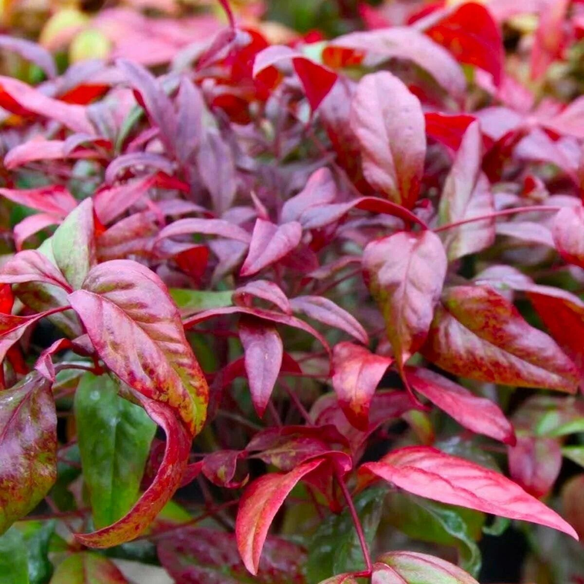 Nandina domestica 'Firepower'. Nandina domestica. Нандина обыкновенная. Нандина Барбарисовая.