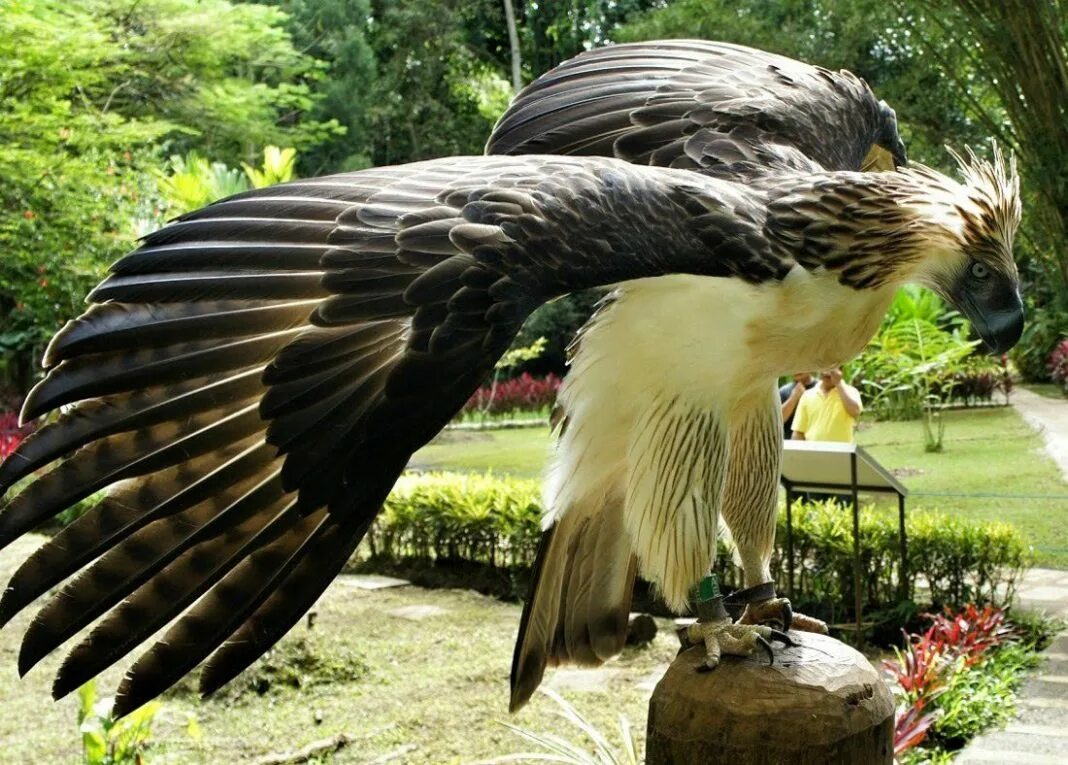 Самая большая птица на земле. Андский Кондор Гарпия. Орел-обезьяноед. Обезьяноед гигантский орёл. Большая Гарпия Орел.