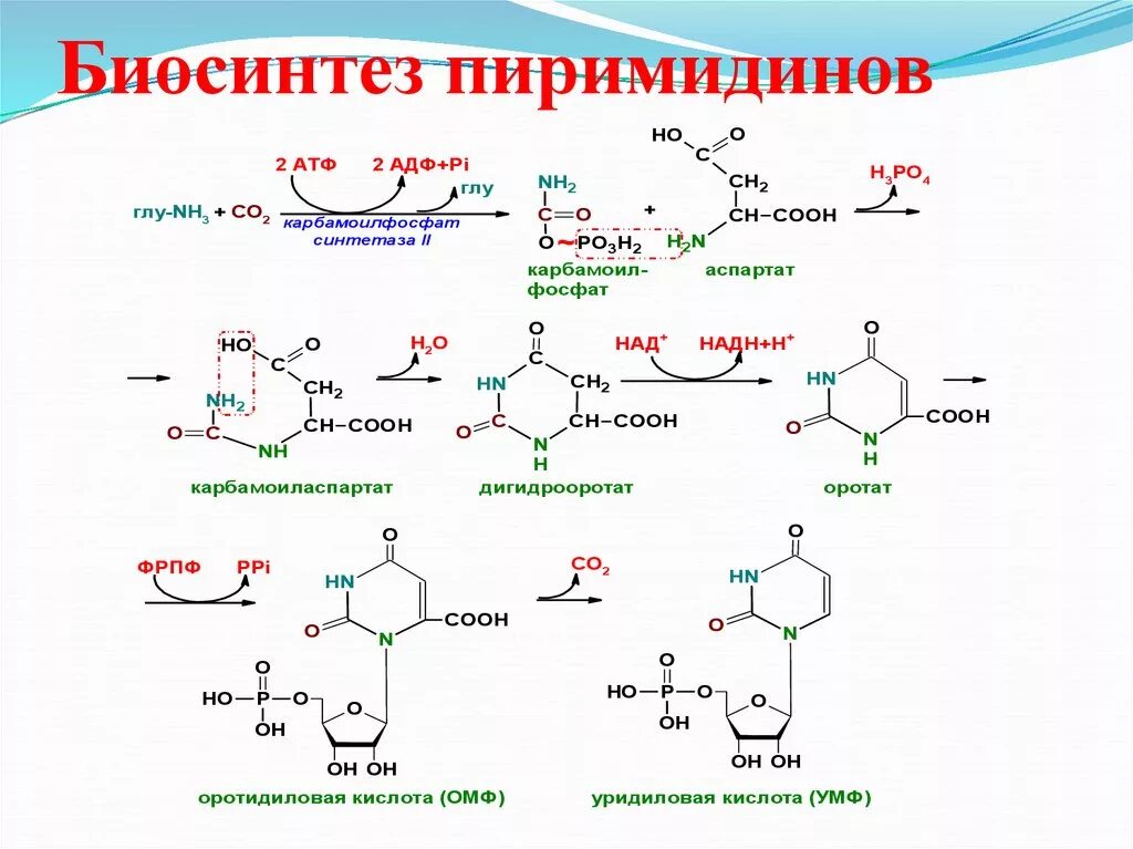 Биосинтез и расщепление. Синтез пиримидиновых нуклеотидов. Синтез пиримидиновых нуклеотидов биохимия. Пути Биосинтез пиримидиновых нуклеотидов. Общая схема распада пиримидиновых нуклеотидов.