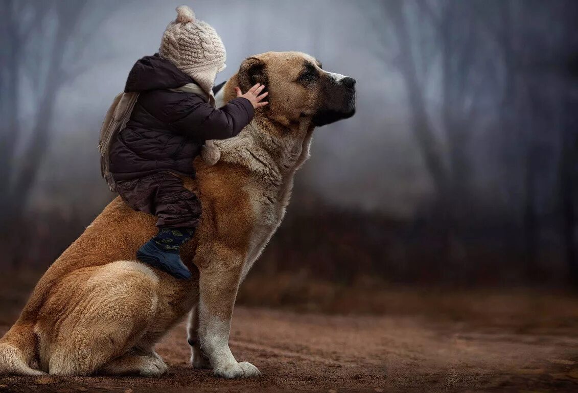 Мальчик с собакой. Мальчик с большой собакой. Дружба собаки и человека.