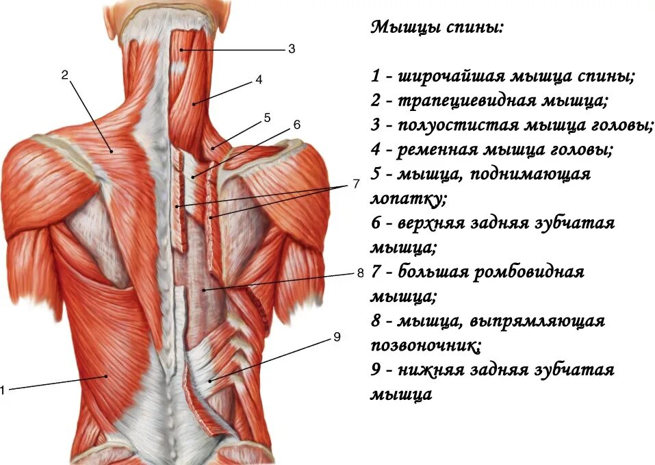 Поясница став. Мышцы шейно-воротниковой зоны анатомия.