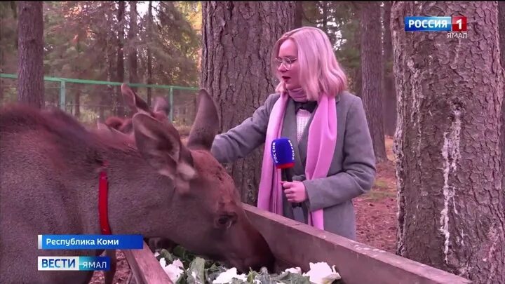 Вести телепередача. Ведущие Россия 24. Реклама медведя на телеканале Карусель. Ведущая вести Россия 1.