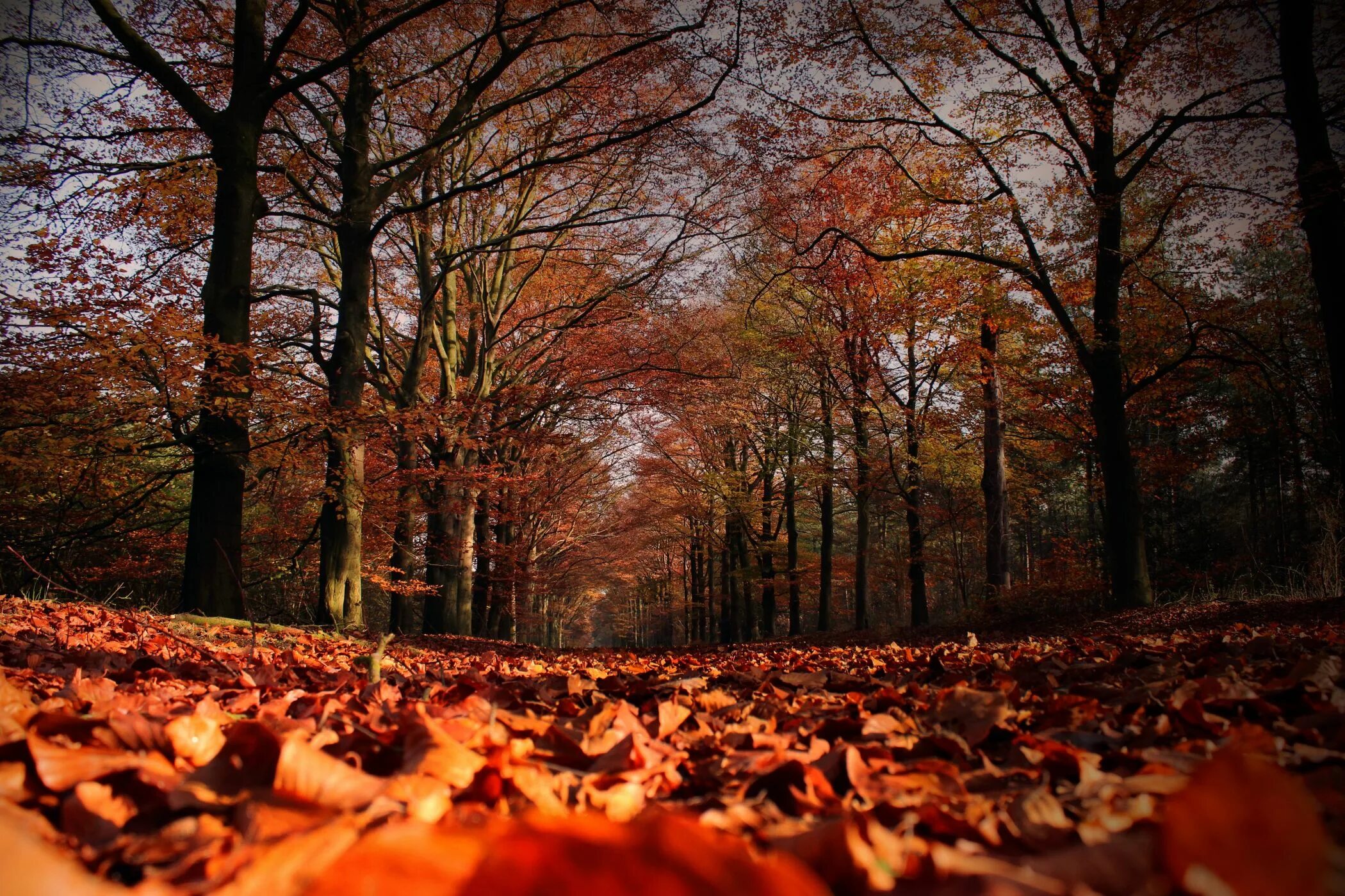 Fall forest