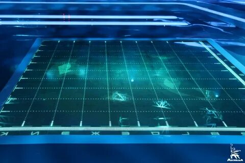 Морской бой звезда 2024
