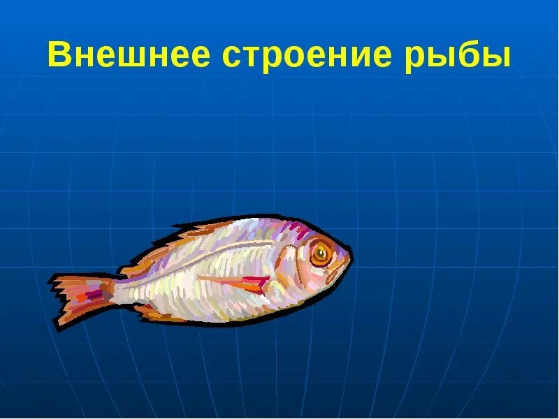 Жизнедеятельность рыб 7 класс. Строение рыбы. Внешнее строение рыбы. Строение и жизнедеятельность рыб. Рыбка для презентации.