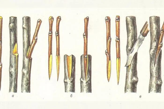 Окулировка яблони весной. Прививка яблони окулировкой. Прививка яблони на дичку. Прививка груши на яблоню. Способы прививки яблонь весной