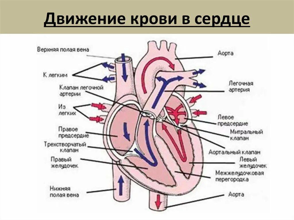 Несет кровь к предсердию. Строение сердца человека схема клапаны. Строение сердца с клапанами схема. Схема внутреннего строения сердца. Строение сердца рисунок.