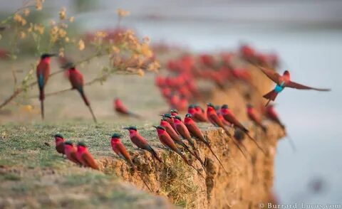 More birds