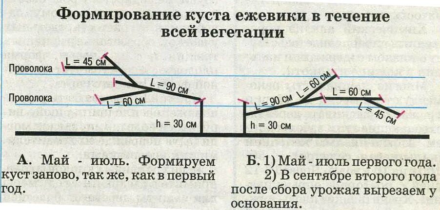 Как ухаживать за ежевикой весной