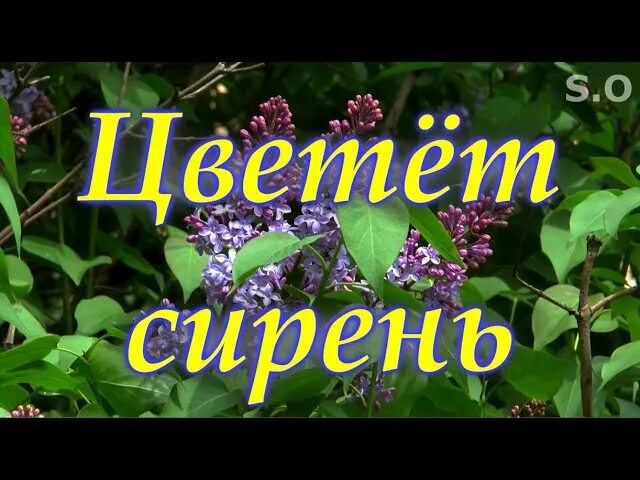 Группа с сиренью. Садко сирень. Ансамбль Садко цветет сирень. Музыкальная группа сирень. Группа садко сирень