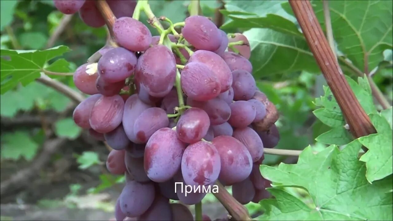 Сорт винограда Прима. Виноград Прима Украины. Виноград Прима Павловского. Сорт винограда Прима Украины.
