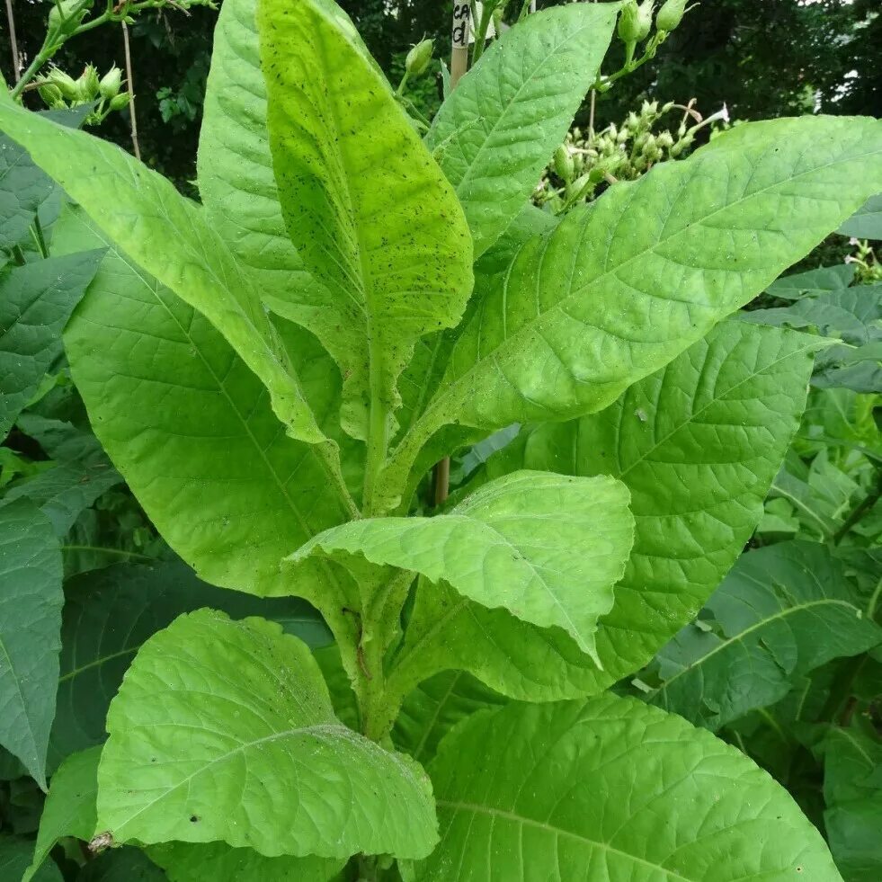 Табака низшего сорта 5. Растение nicotiana tabacum. сорт табака вирджиния голд. сорт табака nicotiana.