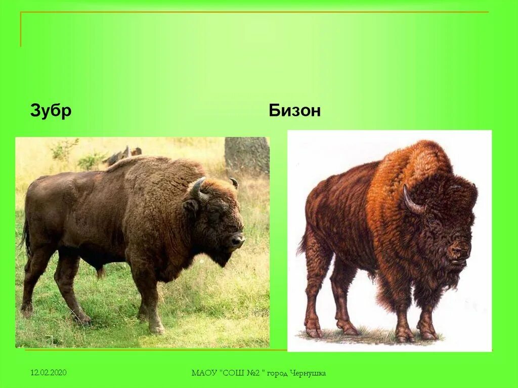 ЗУБР И Бизон. Бизон буйвол ЗУБР отличия. Бизон от зубра. Бизоны зубры Буйволы.