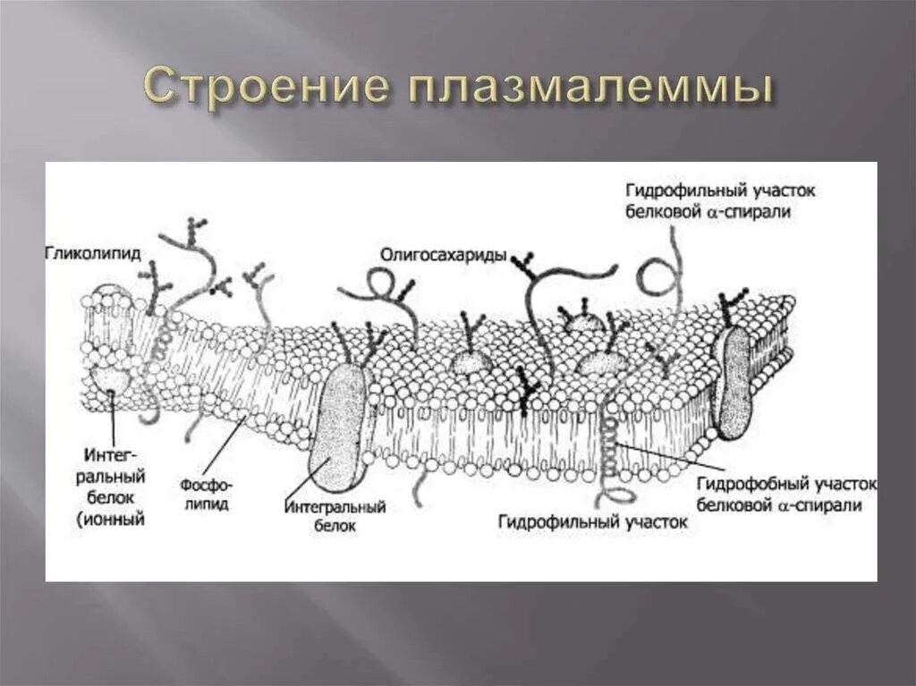 Цитолемма это. Клеточная мембрана плазмалемма. Плазматическая мембрана плазмалемма строение. Гликокаликс плазмалемма. Цитоплазматическая мембрана и цитолемма.