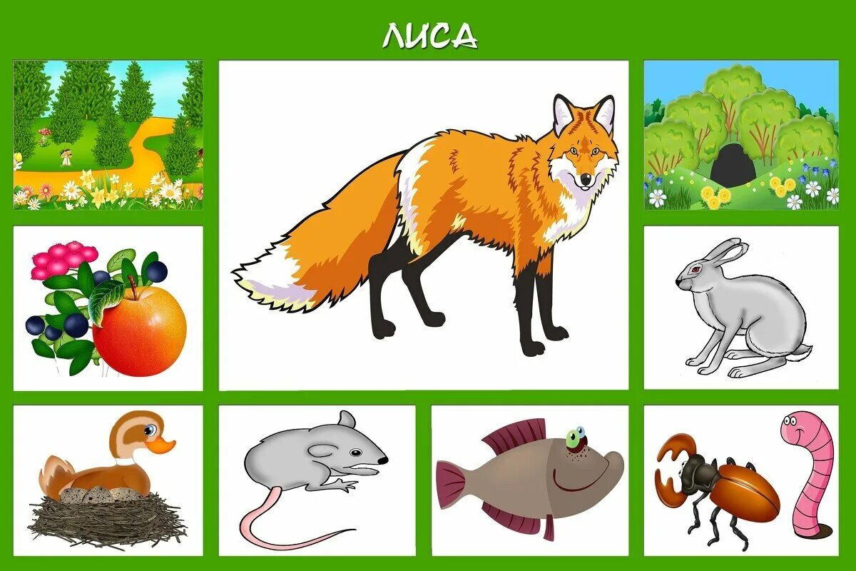 Дикие животные леса игра «кто что ест» пазл. Лесные животные для малышей. Карточки диких животных. Картинки животных для детей.