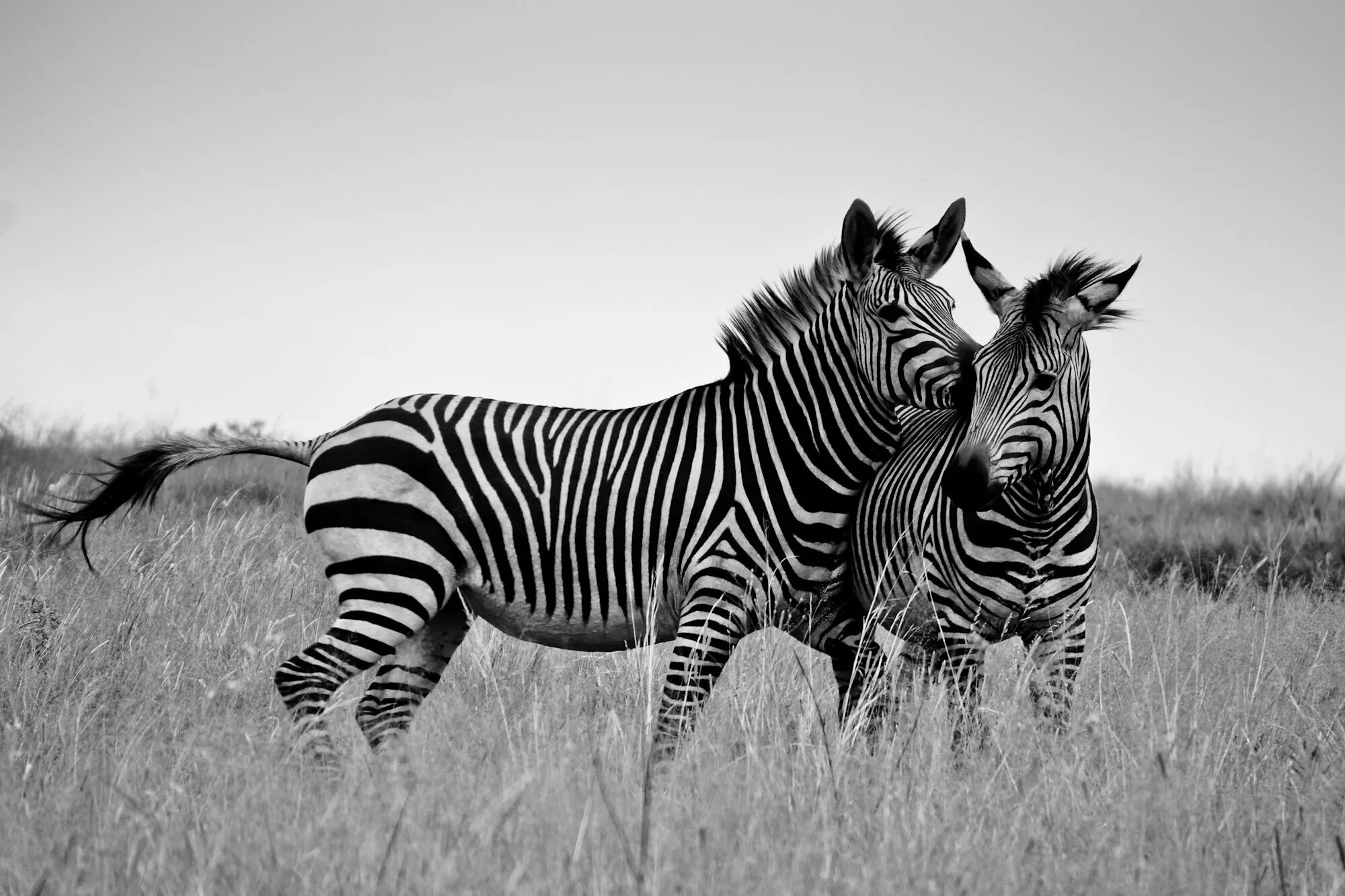 Зебры в саванне. Черно белые животные. Зебра в Африке. Животные черно белые картинки.