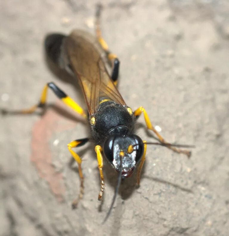 Пелопеи. Пелопей кокон. Пелопей гнездо. Оса сцелифрон. Оса sceliphron caementarium.