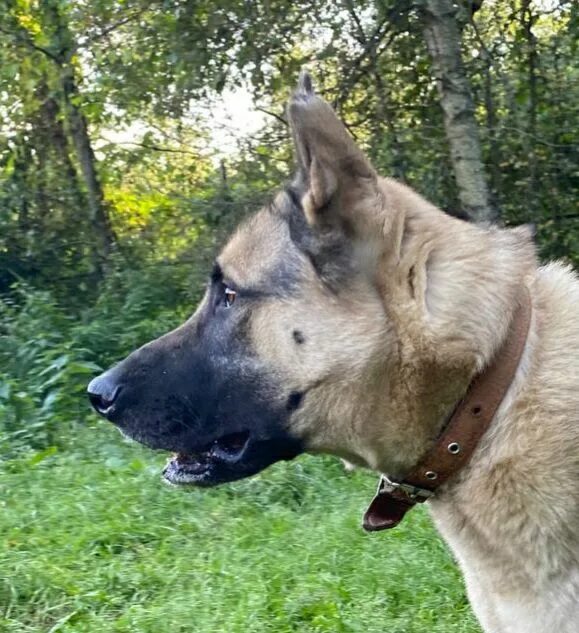 овчаркоманда спб