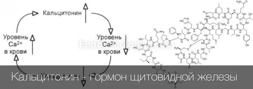 Кальцитонин 0.5 у женщины. Кальцитонин функции гормона. Кальцитонин гормон щитовидной железы что это такое. Кальцитонин гормон формула. Кальцитонин химическое строение.