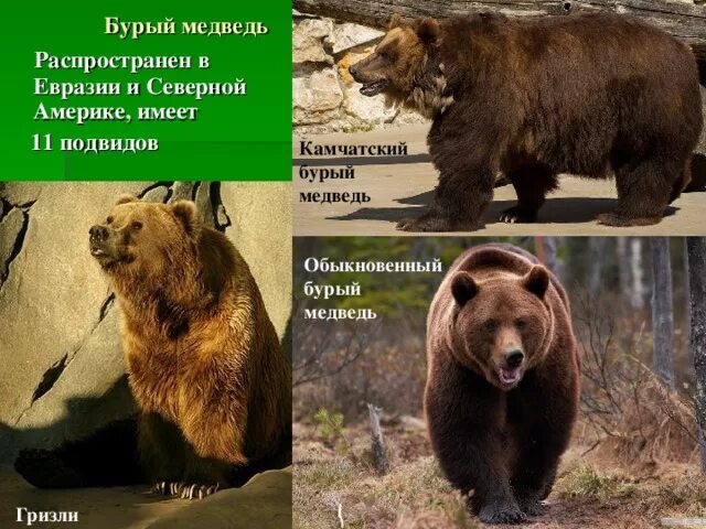 Гризли и бурый медведь сравнение размеров. Кто больше гризли или бурый медведь. Кто больше гризли или бурый медведь. Кто больше гризли или бурый медведь. Кто больше гризли или бурый медведь.