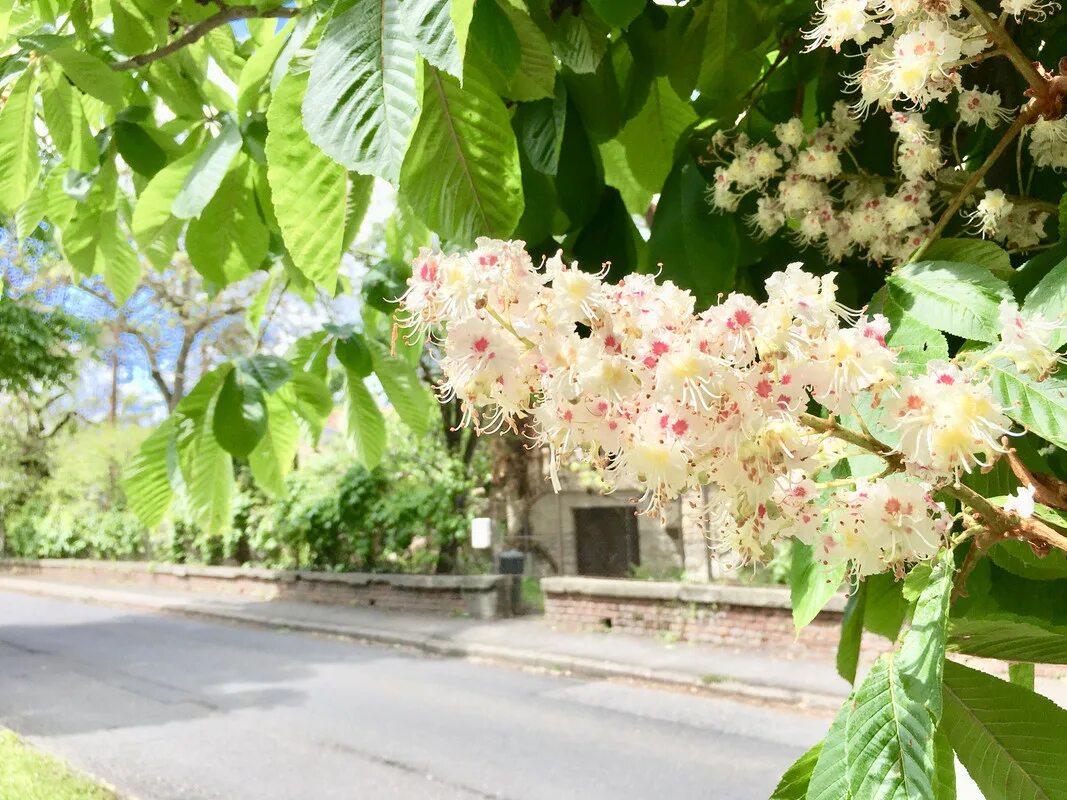 Весной в нашем дворе цветут каштаны. Каштан дерево Севастополь. Цветение каштанов в Калининграде. Цветущий каштан дерево. Одесса каштаны.