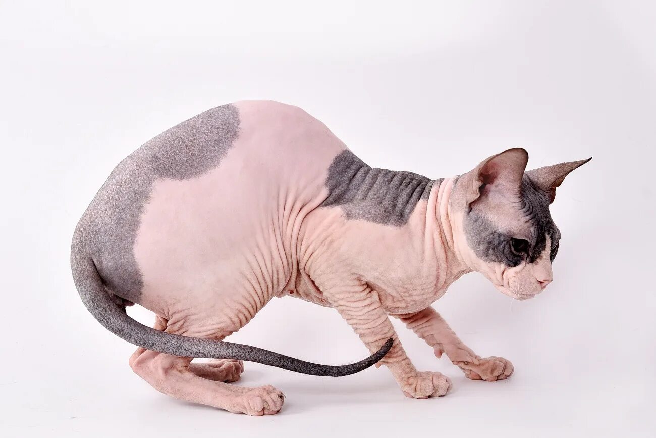 донской сфинкс вязка. донской сфинкс взрослый кот. сфинкс кошка ангел. донской сфинкс первая вязка. донской сфинкс вес взрослого кота.