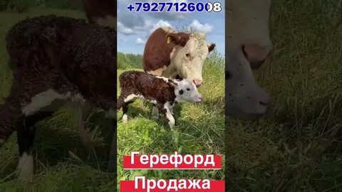 Бычка живого