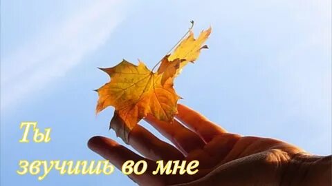 Листья клена на ветру