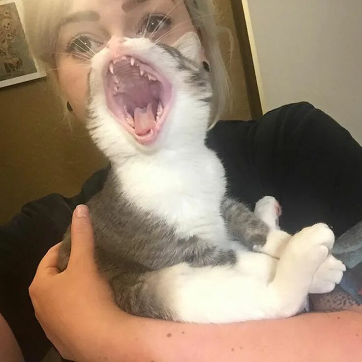 Самых смешных кошечек