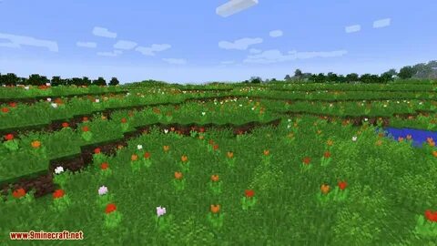 Find the flower
