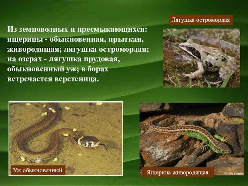 Тип развития прыткой ящерицы. Живородящая ящерица систематика. систематика ящерицы прыткой. пресмыкающиеся прыткая ящерица. классификация ящерицы прыткой.