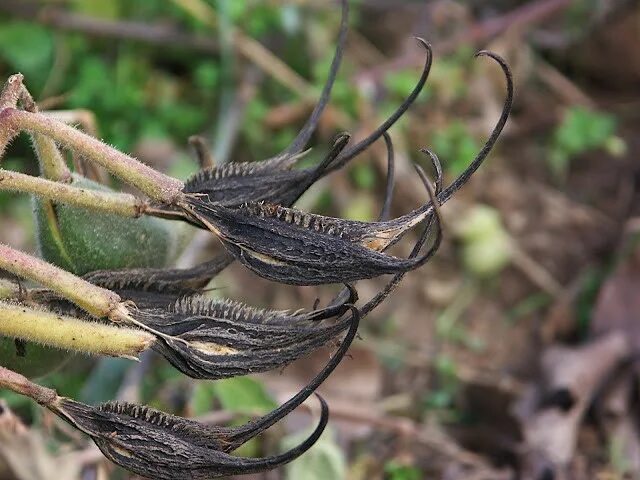 Гарпагозид мартиния. Мартиния душистая коготь дьявола. Цветок мартиния душистая. Применение мартинии душистой. Мартиния душистая.