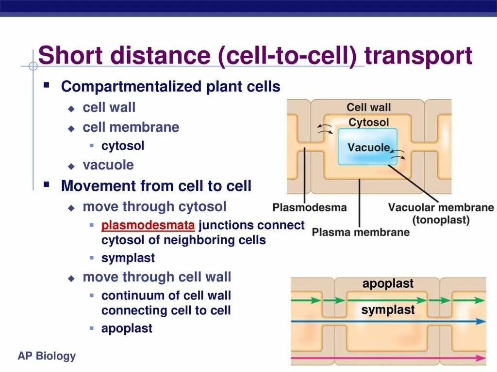Transport in Plants. Distance transport. Membrane potential in Plants.