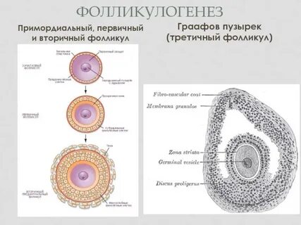 Яйцеклетки у женщин начинают