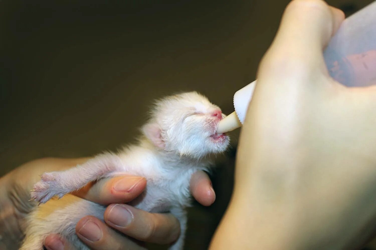 Чем кормить котят без мамы. Новорожденные котята. Новорожденный котенок. Маленькие котята Новорожденные. Маленькие Слепые котята.