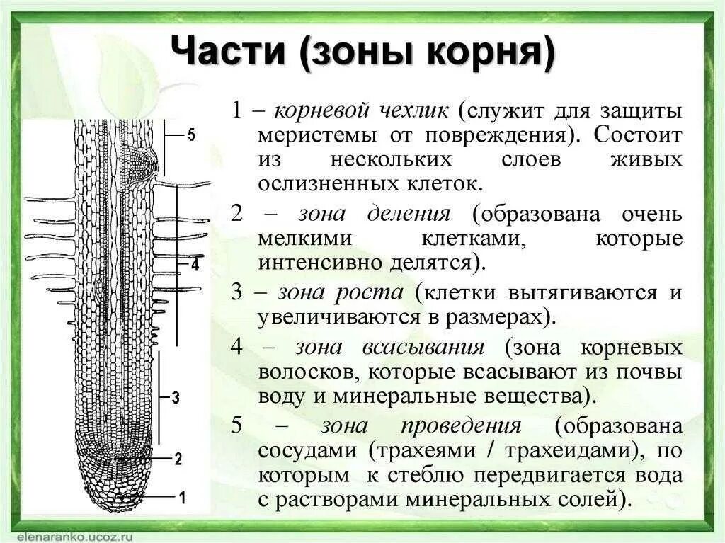 Корневой чехлик зона роста. Схема корня зона деления. Зона проведения корня функции. Корневой чехлик строение и функции. Из какой ткани состоит корень