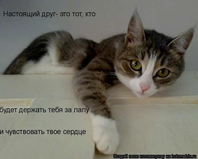 твои лапки. твои лапки. котики целуются. как твоя лапа. спокойствие кот.
