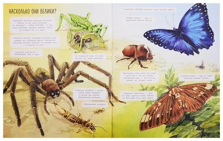 It is a insect