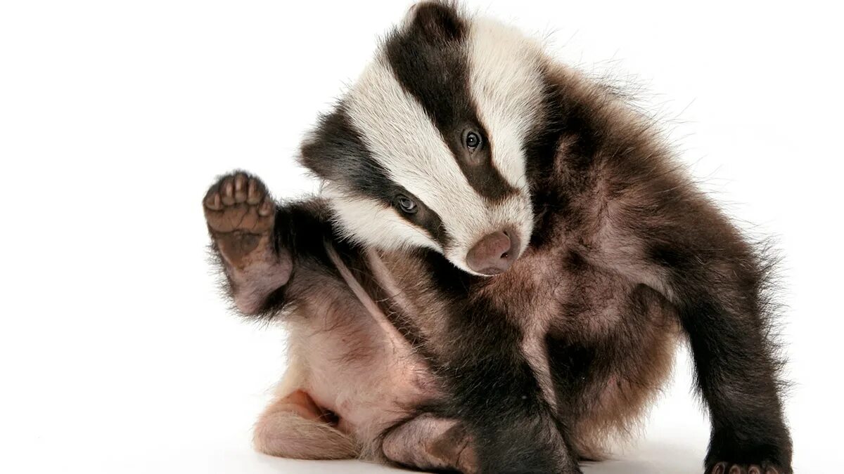 Badger на русском