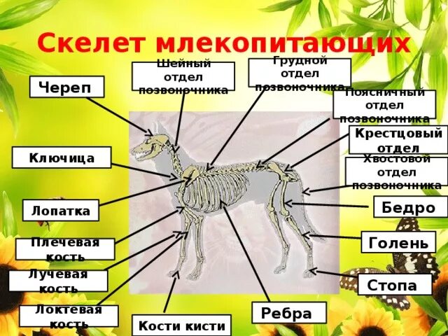 Скелет млекопитающих схема биология 7 класс. Скелет млекопитающего 7 класс биология. Внешнее строение скелета млекопитающих 7 класс биология. Отделы тела млекопитающих 7 класс биология. Практическая работа особенности строения млекопитающих