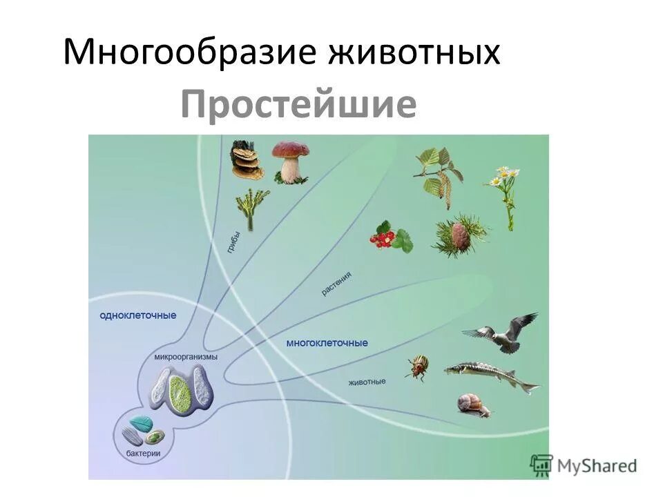 Схема разнообразия животных. Многообразие простейших животных. 5 царств природы. разнообразие животных простейшие и многоклеточные. многоклеточные царства природы.